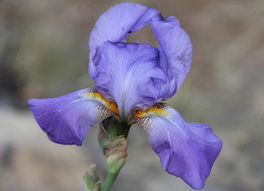 Iris